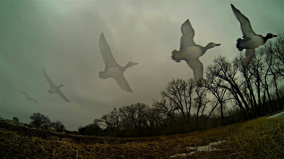The waterfowl are really moving in at the hatchery! Here is a sequence of pictures that captured a redhead drake preparing to land on our bass pond. 

Photo Credit: Spencer Neuharth / USFWS