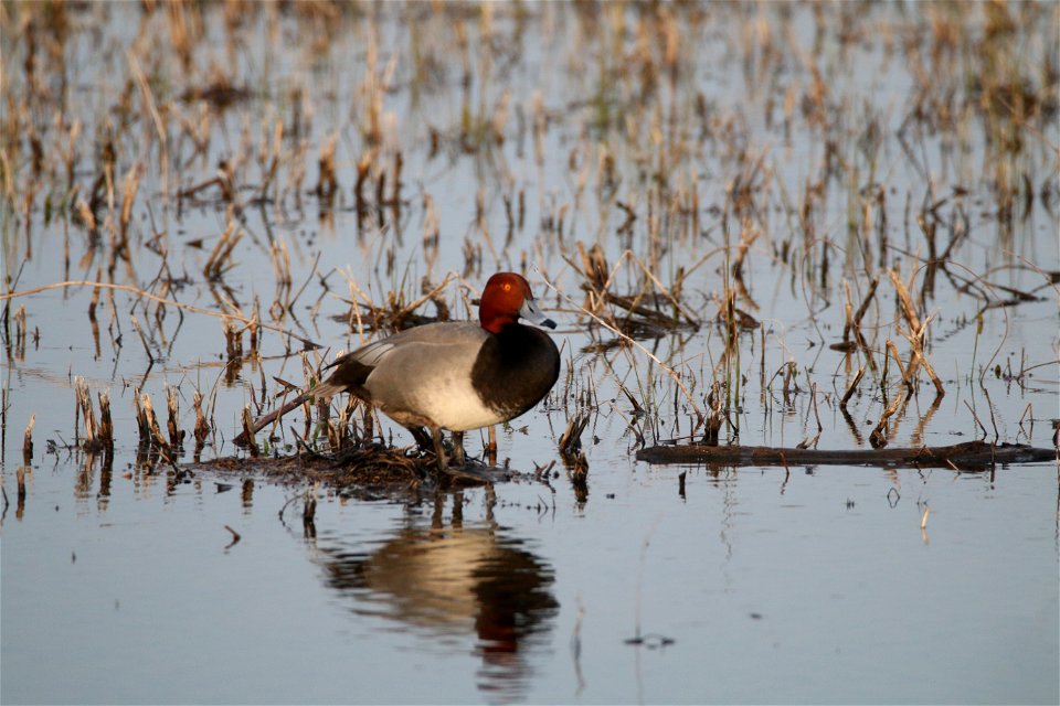 Redhead duck at Mingo National Wildlife Refuge. 

Photo by Debbie Koenigs/USFWS.