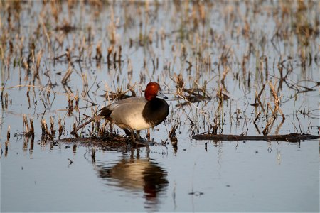 Redhead duck at Mingo National Wildlife Refuge. 

Photo by Debbie Koenigs/USFWS.