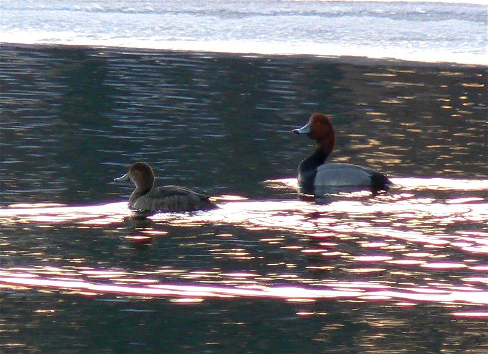 Redhead ducks (Aythya americana) male has bright redhead and female is brown