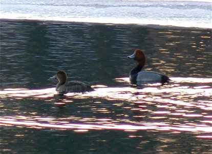Redhead ducks (Aythya americana) male has bright redhead and female is brown