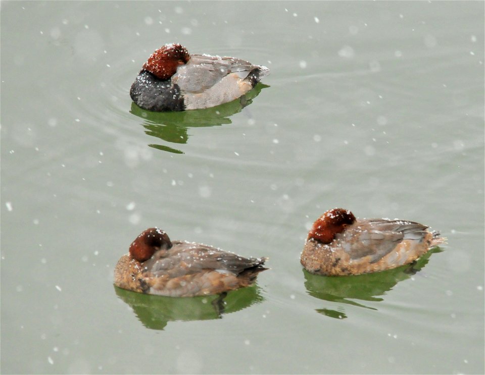 A flock of redhead ducks on Seedskadee National Wildlife Refuge.  Waterfowl, moving ahead of an approaching storm, settled into Seedskadee NWR.  These redheads fed heavily on submerged aquatic vegetat
