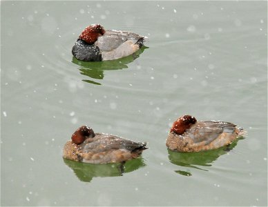 A flock of redhead ducks on Seedskadee National Wildlife Refuge.  Waterfowl, moving ahead of an approaching storm, settled into Seedskadee NWR.  These redheads fed heavily on submerged aquatic vegetat