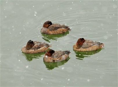 A flock of redhead ducks on Seedskadee National Wildlife Refuge.  Waterfowl, moving ahead of an approaching storm, settled into Seedskadee NWR.  These redheads fed heavily on submerged aquatic vegetat