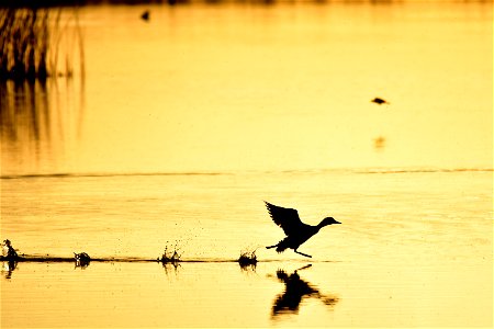 A redhead duck runs across the water on takeoff at Seedskadee National Wildlife Refuge.  

Photo: Tom Koerner/USFWS