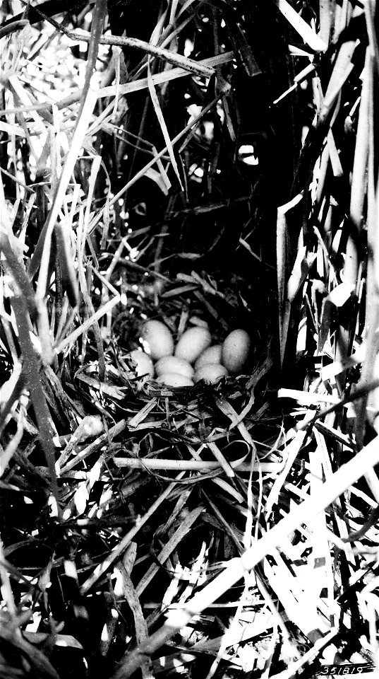 Photograph of Redhead Duck Nest