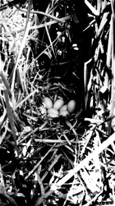 Photograph of Redhead Duck Nest
