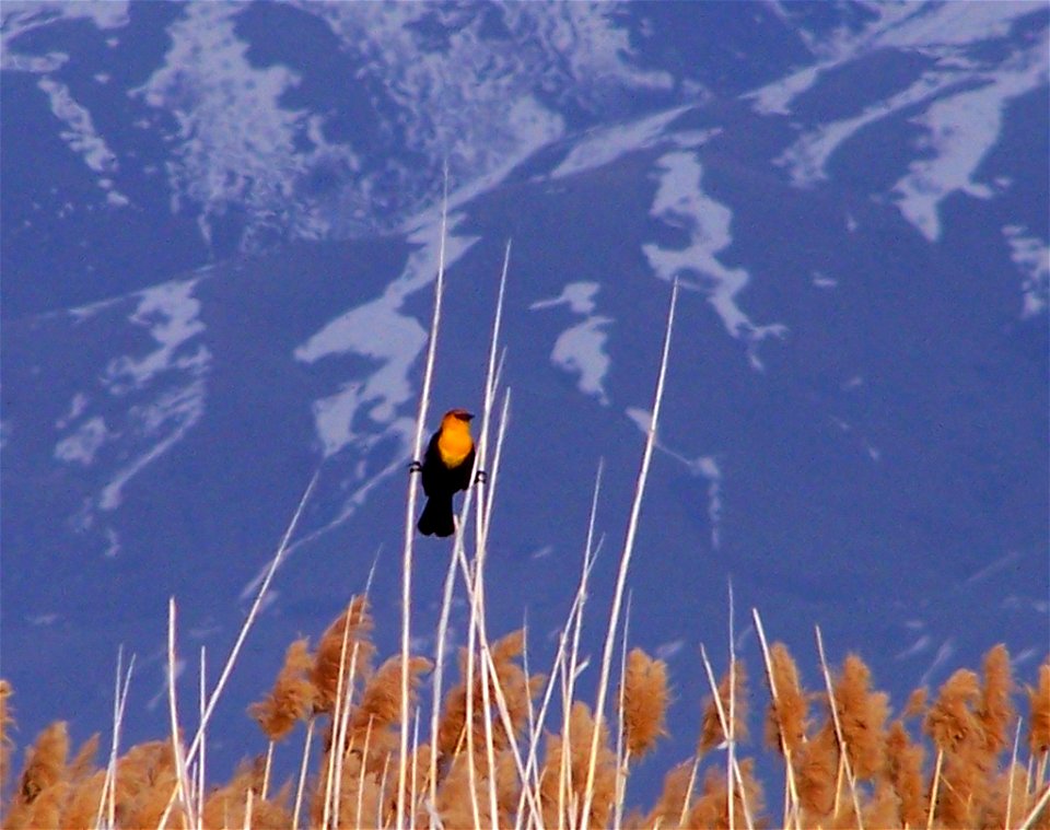yellow-headed blackbird, Bear River Migratory Bird Refuge, UT
Photo: Bryant Olsen, Creative Commons
Created in 1928, Bear River Refuge set aside bird habitat in the nation's interior, an early recogni