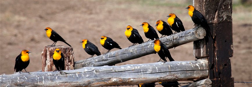 Male yellow-headed blackbirds sitting on the fence next to a water hole on the Pixley Ditch at Cokeville Meadows, WY.

K. Theule/USFWS
