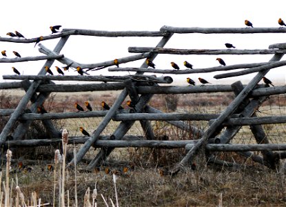A group of yellow headed blackbirds converge on a fence along the refuge's western boundary.

Credit: Steve Koob, USFS / National Elk Refuge volunteer
