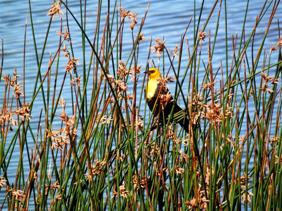 Category: Bird Life 

Photo Credit: D. Dotson