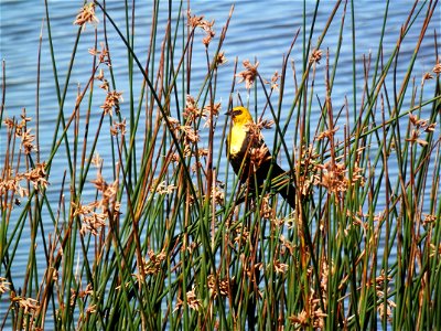Category: Bird Life 

Photo Credit: D. Dotson