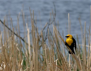 Healthy Wetlands