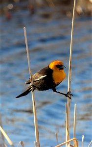 This yellow-headed blackbird is perched rather awkwardly between two cattail stems. The female of this species is not nearly as brightly colored. She will weave a nest into the cattails, reeds, or rus photo