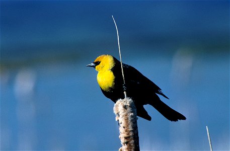 Yellow-headed Blackbird (Xanthocephalus xanthocephalus) photo