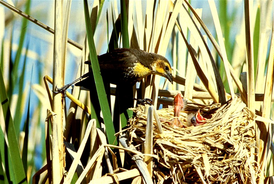 : Yellow-headed Blackbird  (Xanthocephalus xanthocephalus) feeding young