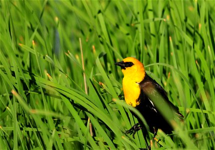 A male yellow-headed blackbird on its nesting territory.  They are common nesters at both refuges, choosing emergent vegetation over water to nest.  Both the common and scientific name align to descri