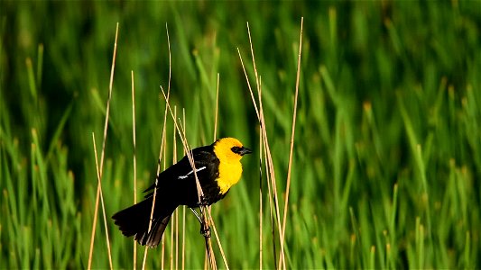 Video: Tom Koerner/USFWS