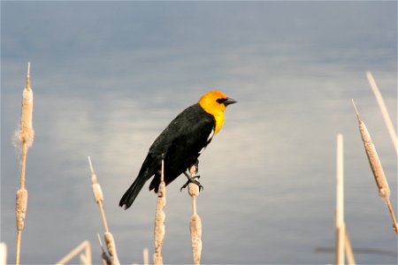 A male yellow-headed blackbird on his perch of cattail. Bowdoin NWR Credit: USFWS photo