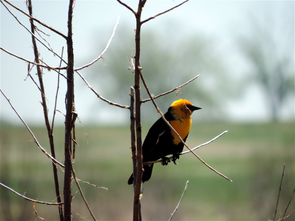 Listen for the call of the yellow-headed blackbird along the shores of the refuge lakes and among the cattails.

Photo Credit: USFWS / Cindy Souders