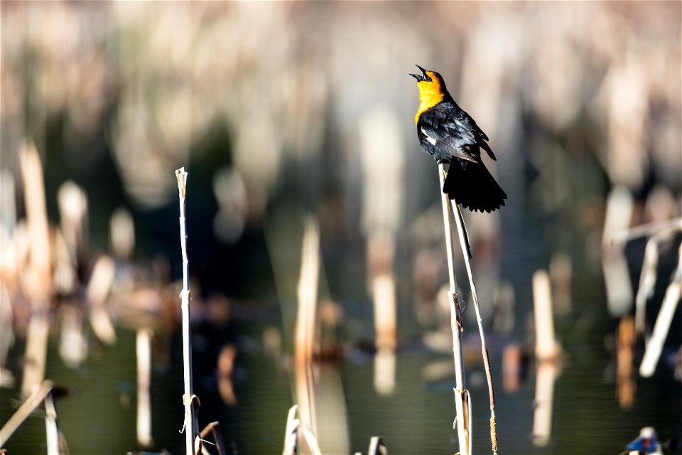 Yellow-headed blackbird   - Xanthocephalus xanthocephalus