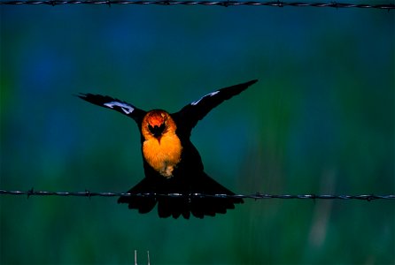 Yellow-headed blackbird (Xanthocephalus xanthocephalus) photo