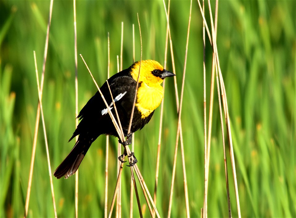 Photo: Tom Koerner/USFWS