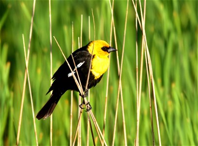 Photo: Tom Koerner/USFWS
