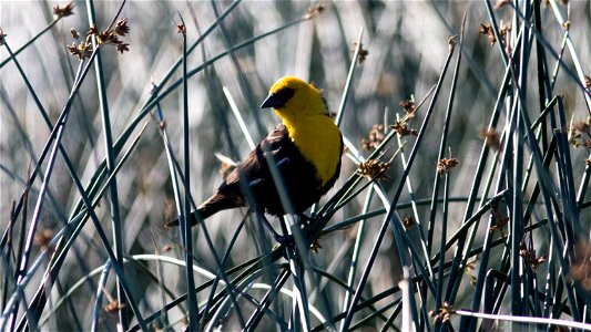 Regal Rascal - The luxurious golden hood of the yellow-headed blackbird may belie the fact that he is indeed very common in our Prarie Pothole wetlands. 
Location: Medicine Lake NWR
Credit: Jamieson S