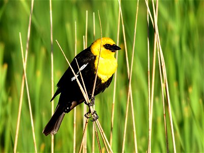 Photo: Tom Koerner/USFWS