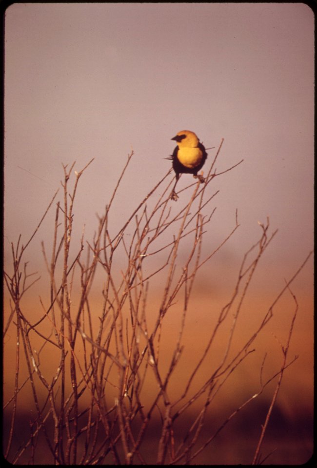 BIRD IN FARMLAND BUSH