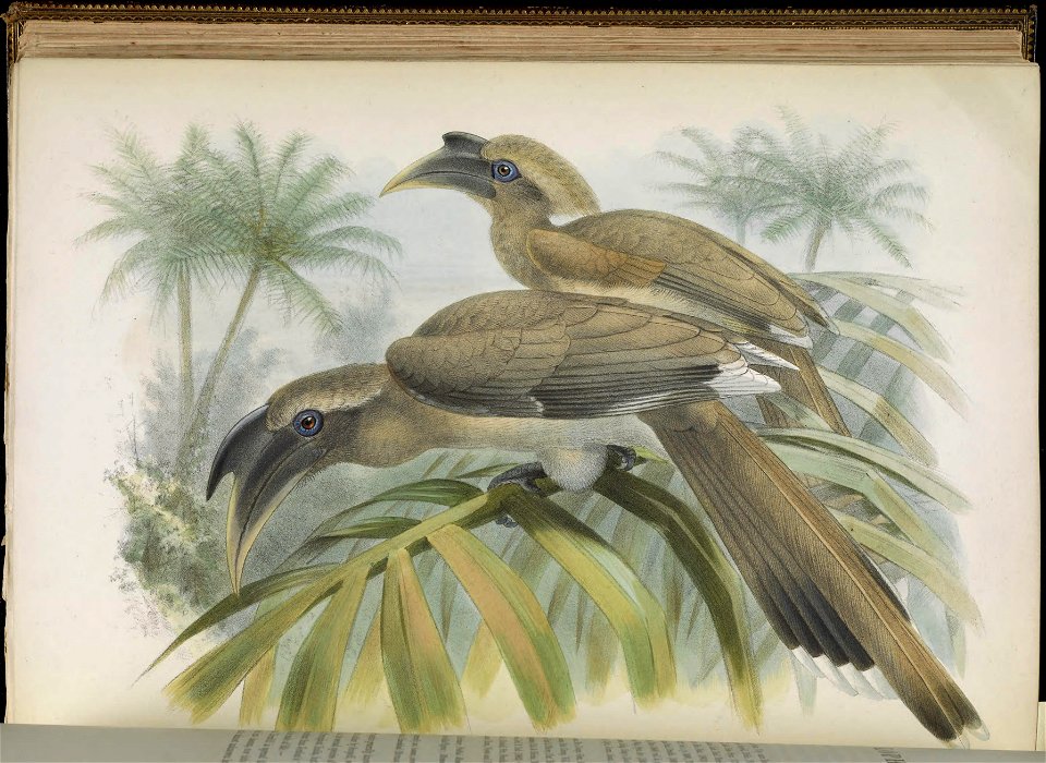 A monograph of the Bucerotidæ, or family of the hornbills.