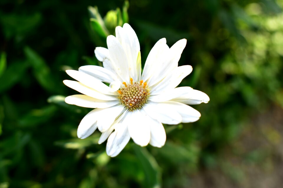 Flower flowering flowers