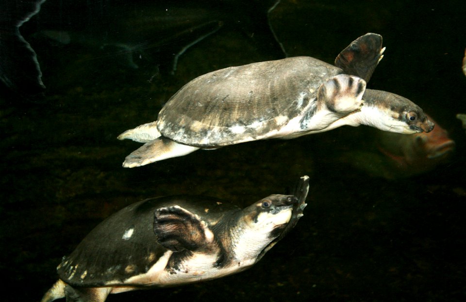 Pig-nosed Turtle, Carettochelys insculpta in ZOO Dvůr Králové, Czech Republic