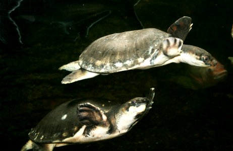 Pig-nosed Turtle, Carettochelys insculpta in ZOO Dvůr Králové, Czech Republic