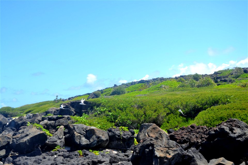 Îlot Gabriel, with white-tailed tropicbirds, north of Mauritius, Indian Ocean