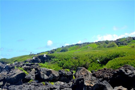 Îlot Gabriel, with white-tailed tropicbirds, north of Mauritius, Indian Ocean