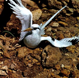 Tropic Bird (Phaeton lepturus), Seychelles