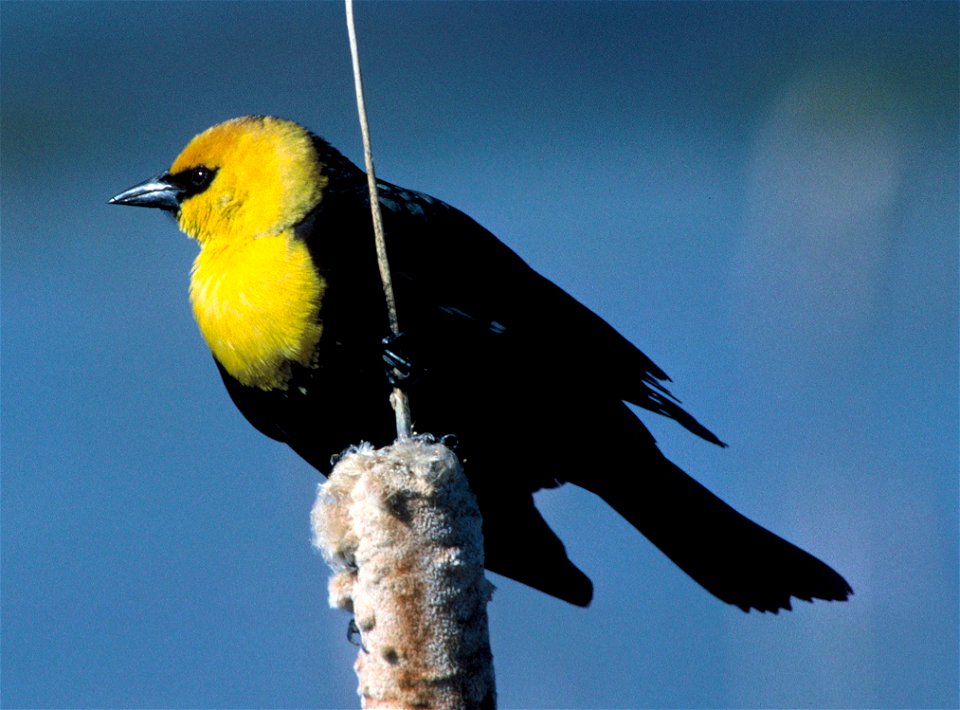 Yellow-headed Blackbird (Xanthocephalus xanthocephalus)