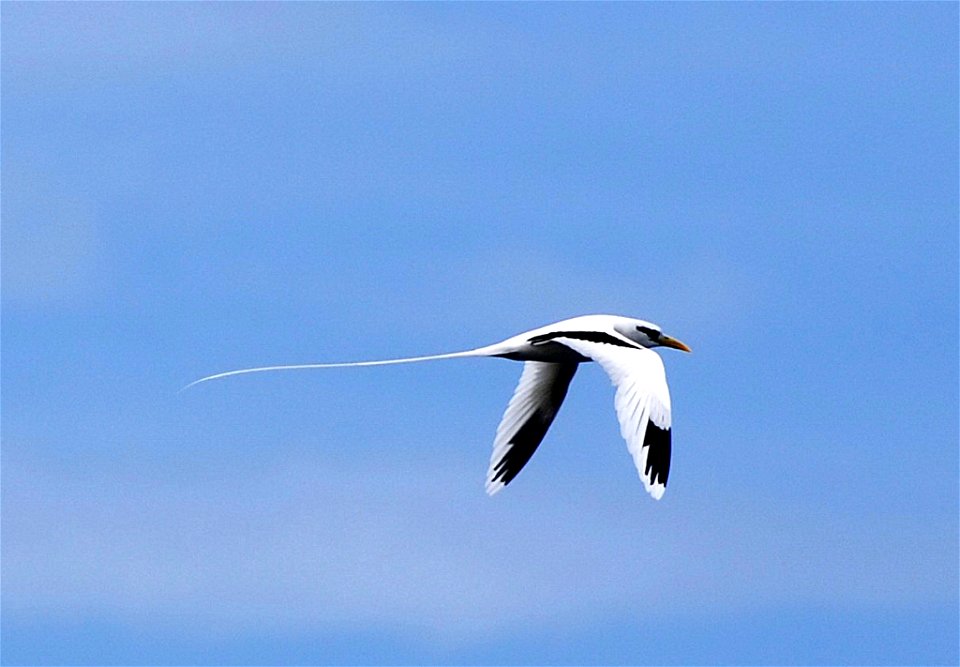 White-tailed Tropicbird (Phaethon lepturus), Réunion