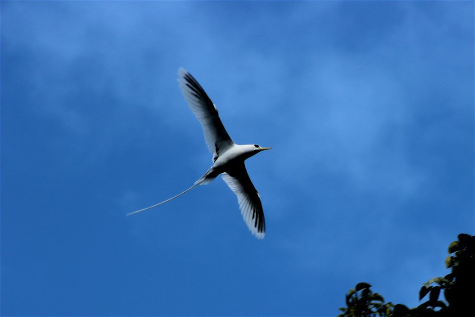 Weißschwanz-Tropikvogel auf Mahe