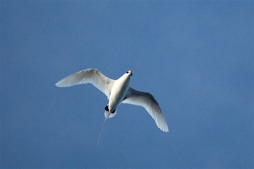 White-tailed Tropicbird. 2008 Austral summer.