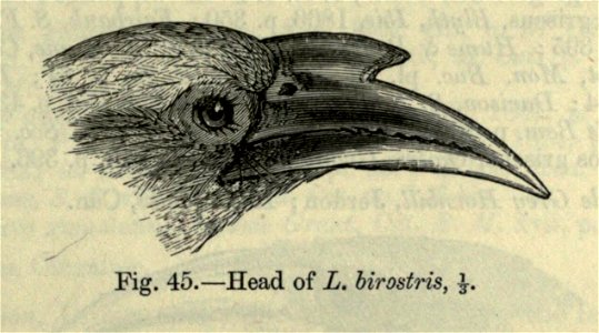 Ocyceros birostris syn. Lophoceros birostris
