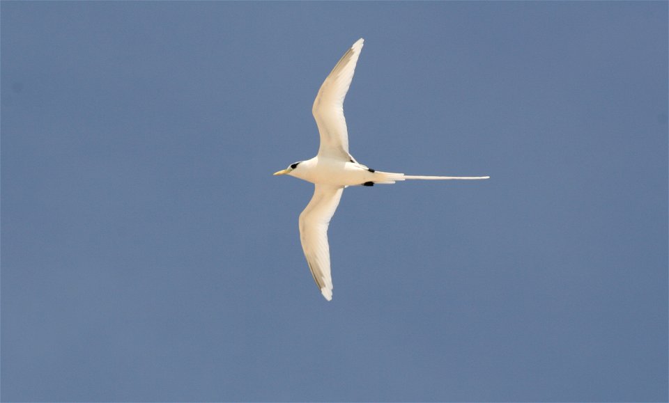 Phaethon lepturus ("White-tailed Tropicbird") in Cousin Island, Seychelles