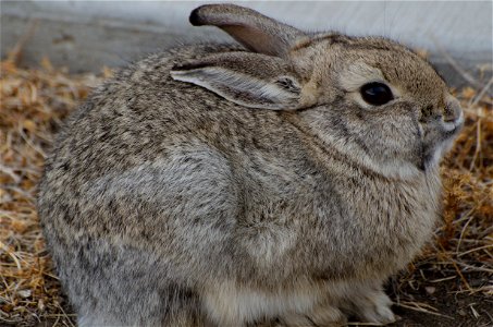 Cottontail rabbit at the National Black-footed Ferret Conservation Center in Colorado.

Credit: Kimberly Tamkun / USFWS