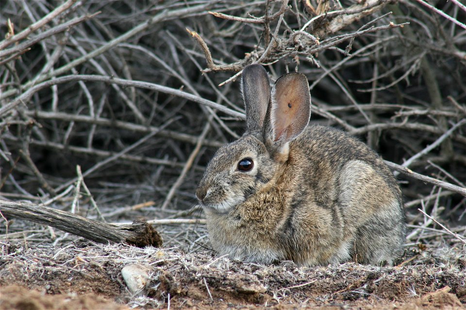 Desert Cottontail (Sylvilagus audubonii) with tick in ear