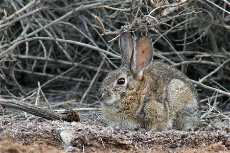 Desert Cottontail (Sylvilagus audubonii) with tick in ear