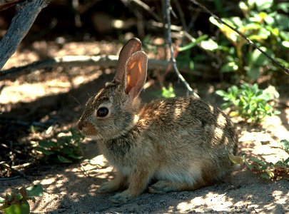 Desert Cottontail (Sylvilagus audubonii)