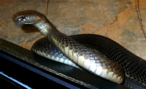 Caspian cobra (Naja oxiana)