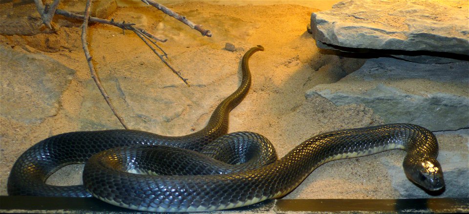 Caspian Cobra (Naja Oxiana) - Free Stock Photos | Creazilla